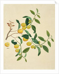 Dates on a branch by Unknown