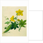 Singkwa Towel Gourd by Unknown