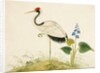 Red-crowned crane by Unknown