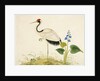 Red-crowned crane by Unknown