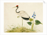 Red-crowned crane by Unknown