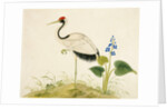 Red-crowned crane by Unknown