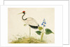 Red-crowned crane by Unknown