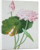 Lotus. Guangzhou, China, c.1800-1840 by Unknown