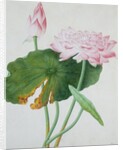 Lotus. Guangzhou, China, c.1800-1840 by Unknown