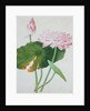 Lotus. Guangzhou, China, c.1800-1840 by Unknown