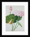 Lotus. Guangzhou, China, c.1800-1840 by Unknown