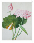 Lotus. Guangzhou, China, c.1800-1840 by Unknown