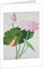 Lotus. Guangzhou, China, c.1800-1840 by Unknown