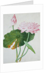 Lotus. Guangzhou, China, c.1800-1840 by Unknown