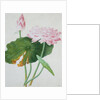 Lotus. Guangzhou, China, c.1800-1840 by Unknown