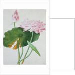 Lotus. Guangzhou, China, c.1800-1840 by Unknown