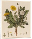 Dandelion by William Kilburn