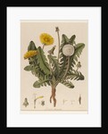 Dandelion by William Kilburn