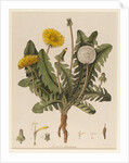 Dandelion by William Kilburn
