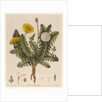 Dandelion by William Kilburn