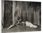 Dennis Neilson-Terry and Christine Silver in William Shakespeare's A Midsummer Night's Dream at The Savoy by unknown
