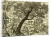 The Royall Oake of Brittayne, a satire of Oliver Cromwell ordering the felling of the royal oak by Unknown