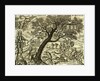 The Royall Oake of Brittayne, a satire of Oliver Cromwell ordering the felling of the royal oak by Unknown