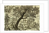 The Royall Oake of Brittayne, a satire of Oliver Cromwell ordering the felling of the royal oak by Unknown