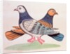 A pair of pigeons illustrating the proverb As Alike as Two Pigeons. Calcutta, India, early 19th century by Unknown