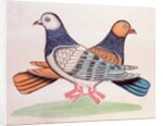 A pair of pigeons illustrating the proverb As Alike as Two Pigeons. Calcutta, India, early 19th century by Unknown