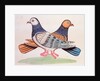 A pair of pigeons illustrating the proverb As Alike as Two Pigeons. Calcutta, India, early 19th century by Unknown