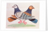 A pair of pigeons illustrating the proverb As Alike as Two Pigeons. Calcutta, India, early 19th century by Unknown