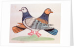 A pair of pigeons illustrating the proverb As Alike as Two Pigeons. Calcutta, India, early 19th century by Unknown