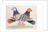 A pair of pigeons illustrating the proverb As Alike as Two Pigeons. Calcutta, India, early 19th century by Unknown
