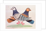 A pair of pigeons illustrating the proverb As Alike as Two Pigeons. Calcutta, India, early 19th century by Unknown