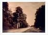 The Road to Chailly, Forest of Fontainebleau by Gustave Le Gray