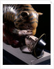 Tipu's Tiger by Unknown