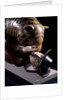 Tipu's Tiger by Unknown