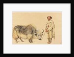 Tibet Ox and Man from Kunawur by William Carpenter