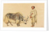 Tibet Ox and Man from Kunawur by William Carpenter