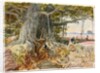 Harvesting opium from poppies under the branches of a banyan tree by William Simpson
