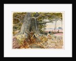 Harvesting opium from poppies under the branches of a banyan tree by William Simpson