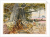 Harvesting opium from poppies under the branches of a banyan tree by William Simpson