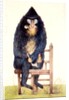 The Mandrill at the Royal Menagerie in the King's Mews by N. Jones