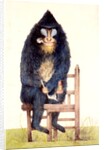 The Mandrill at the Royal Menagerie in the King's Mews by N. Jones