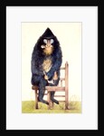 The Mandrill at the Royal Menagerie in the King's Mews by N. Jones