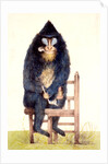 The Mandrill at the Royal Menagerie in the King's Mews by N. Jones
