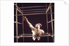 Pierrot Lunaire by Anthony Crickmay
