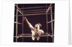 Pierrot Lunaire by Anthony Crickmay