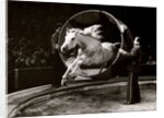 Liberty Horse in Bertram Mills' Circus by Baron Nicholas de Racozcy