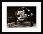 Liberty Horse in Bertram Mills' Circus by Baron Nicholas de Racozcy
