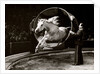 Liberty Horse in Bertram Mills' Circus by Baron Nicholas de Racozcy