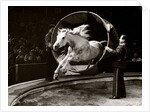 Liberty Horse in Bertram Mills' Circus by Baron Nicholas de Racozcy