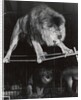Negus the Lion in Bertram Mills' Circus by Baron Nicholas de Racozcy